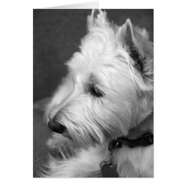 Westie (Frente)