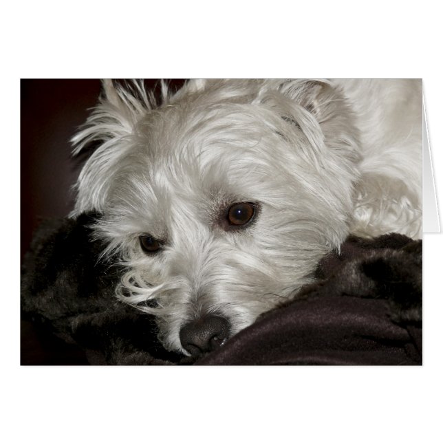 Westie (Anverso (Horizontal))