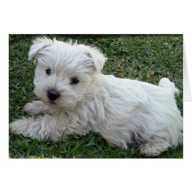 Westie (Anverso (Horizontal))