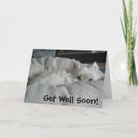 Westie consigue pronto la tarjeta de felicitación