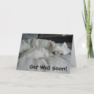 Westie consigue pronto la tarjeta de felicitación