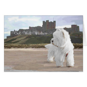 Westie en el Castillo de Bamburgh