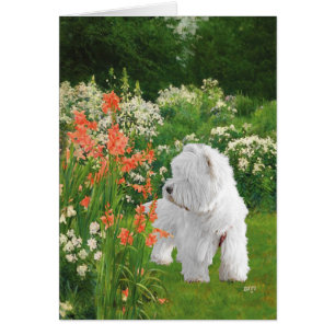 Westie en el Jardín