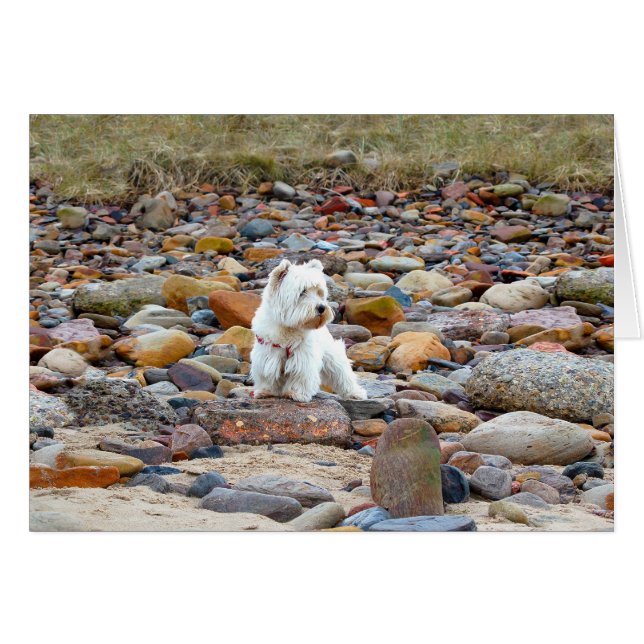 Westie en las Rocas (Anverso (Horizontal))