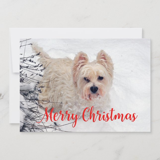 Westie in the Snow Navidad Card (Anverso)