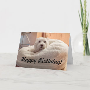 Westie lindo en tarjeta del feliz cumpleaños de la