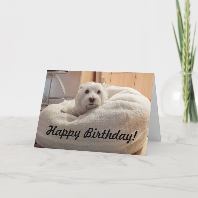 Westie lindo en tarjeta del feliz cumpleaños de la (Anverso)
