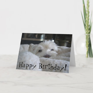 Westie lindo hace frente a la tarjeta de