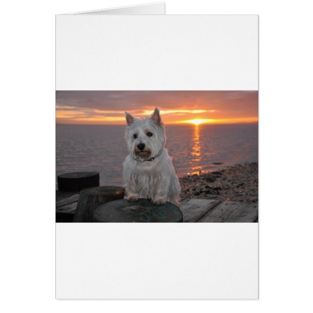 Westie Sunset (Frente)
