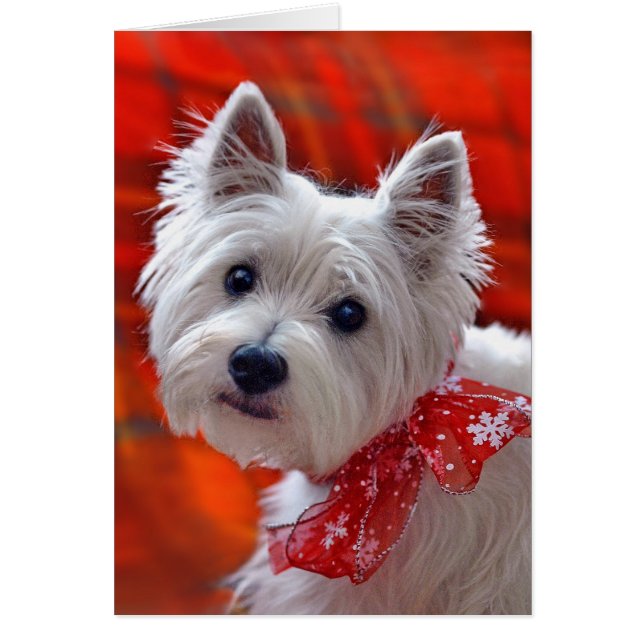 Westie tarjeta de vacaciones "Take a Bow" (Frente)