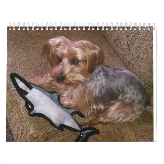Westie/Yorkie creativo calendario de 12 meses (Tapa)