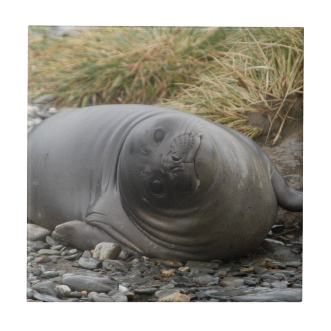 ¿Whassup? Teja del sello (Frente)