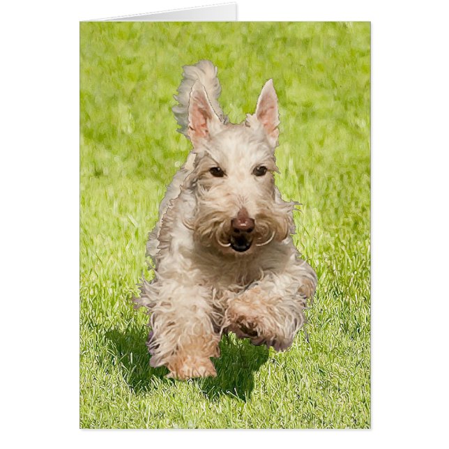 Wheaten Scottie Running Free (Frente)