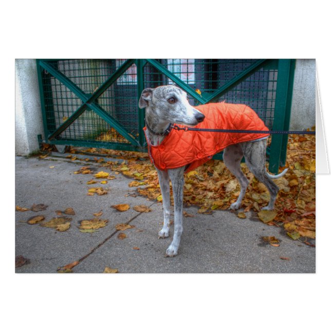 Whippet de moda (Anverso (Horizontal))