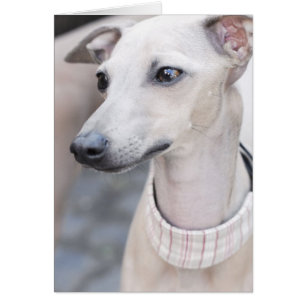 Whippet lindo
