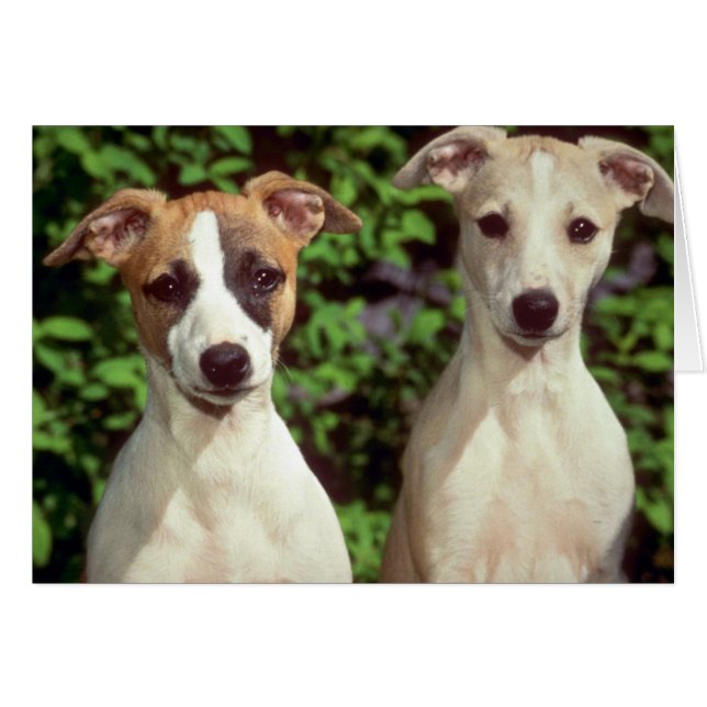 Whippets (Anverso (Horizontal))