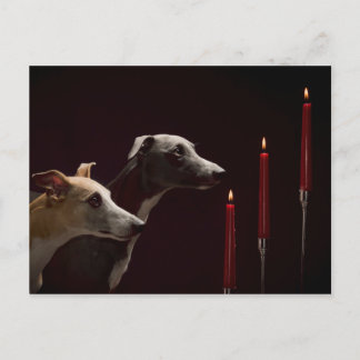 Whippets en el navidad