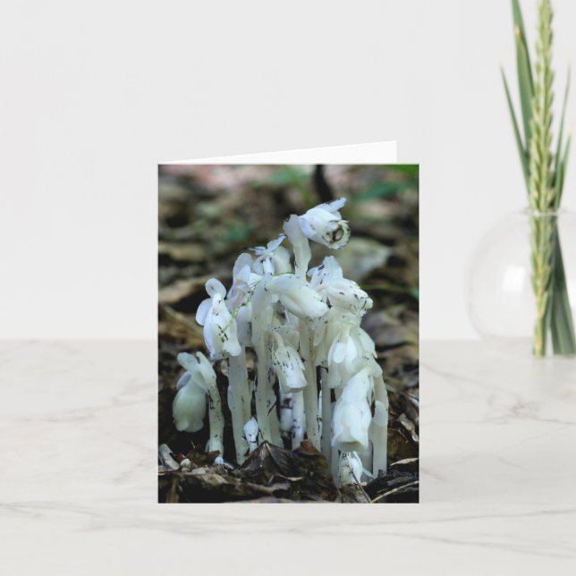 White Indian Pipe Wildflowers Nature  (Anverso)