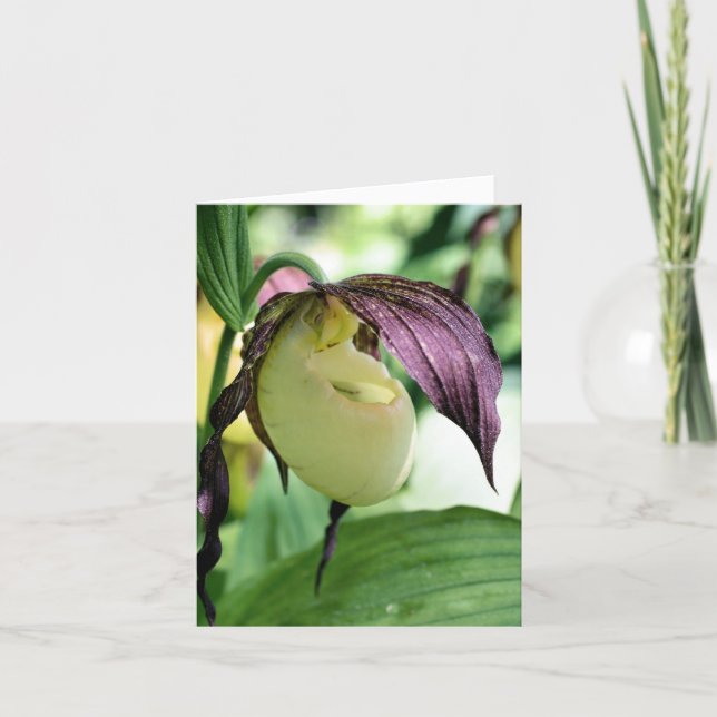White Lady Slipper Orchid Flower Photography  (Anverso)