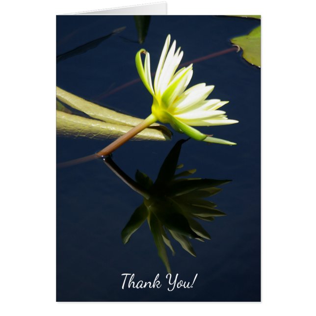 White Lotus Waterlily (Frente)