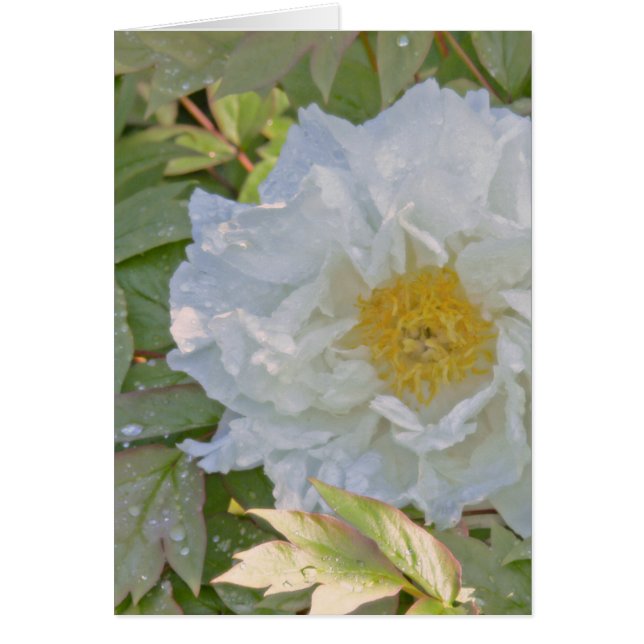 WHITE PEONY (Frente)