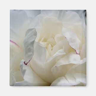 White Peony cierra un imán fotográfico de flores