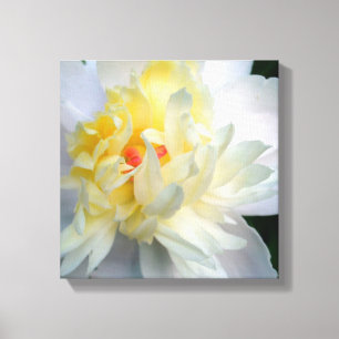 White Peony sobre lienzo