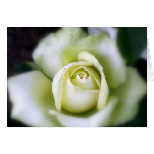 White Rose Soft Focus (Anverso (Horizontal))