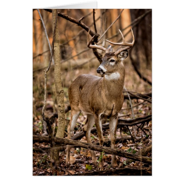 White Tail Deer Buck (Frente)