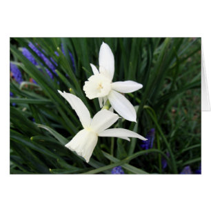 White Thalia Daffodils