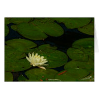 White Waterlily I Fotografía Floral Pacífica
