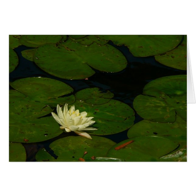 White Waterlily I Fotografía Floral Pacífica (Anverso (Horizontal))