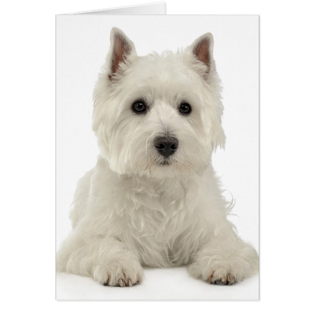 White West Highland Terrier Perro Cachorro Westie (Frente)