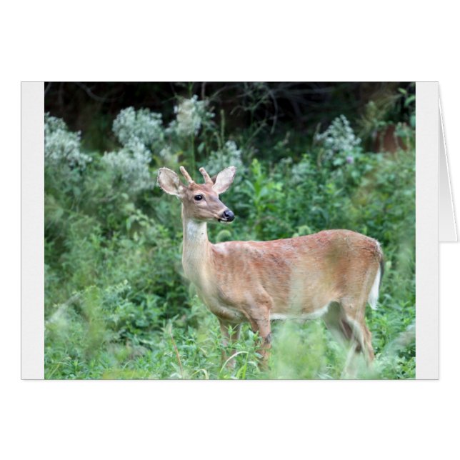 Whitetail Buck (Anverso (Horizontal))