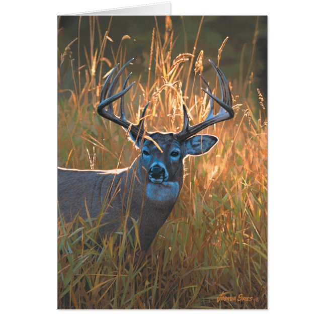 Whitetail Deer (Frente)