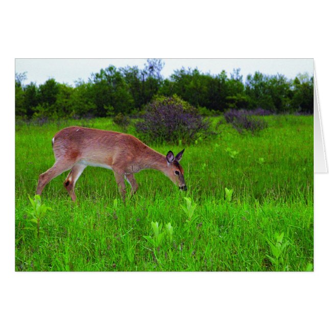 Whitetail Deer (Anverso (Horizontal))