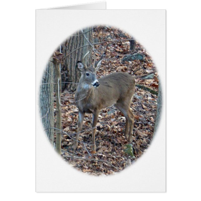 Whitetail Deer Spike Buck Series (Frente)