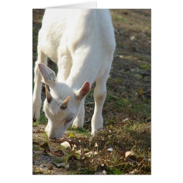 Whitey The Saanen Goat (Frente)