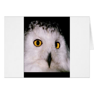 WHOOT OWL