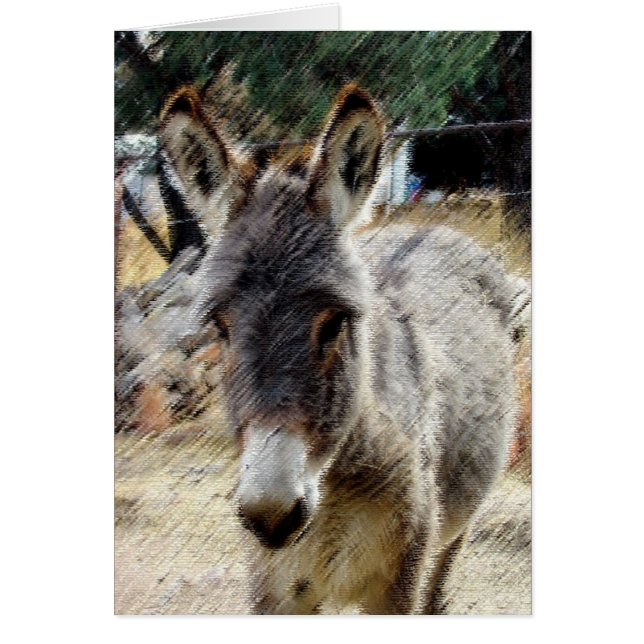 Wild Burro (Frente)