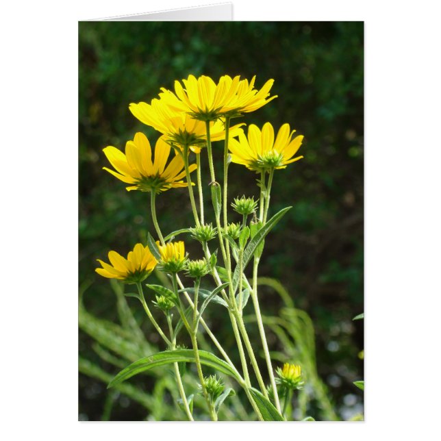 Wild Daisys (Frente)