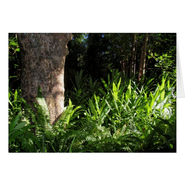 Wild Ferns y Ginger (Anverso (Horizontal))
