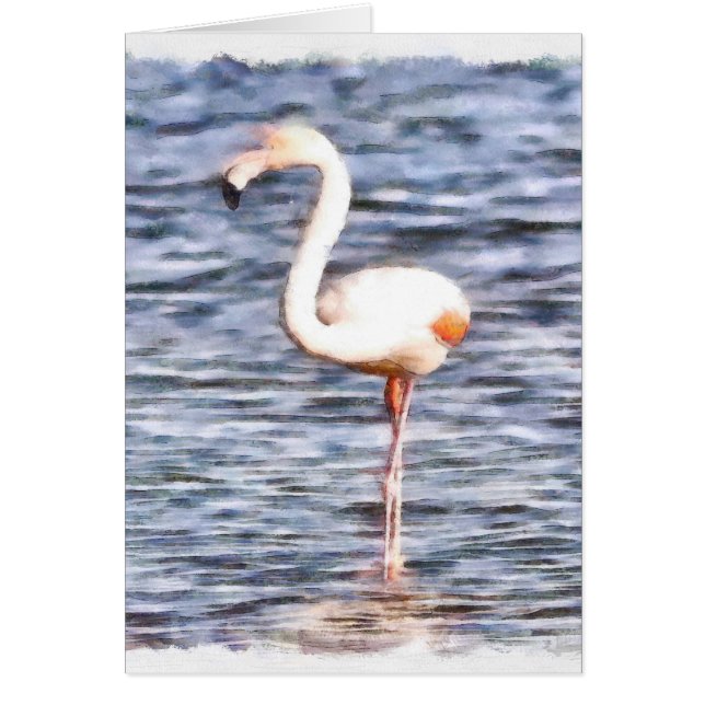 Wild Flamingo (Frente)