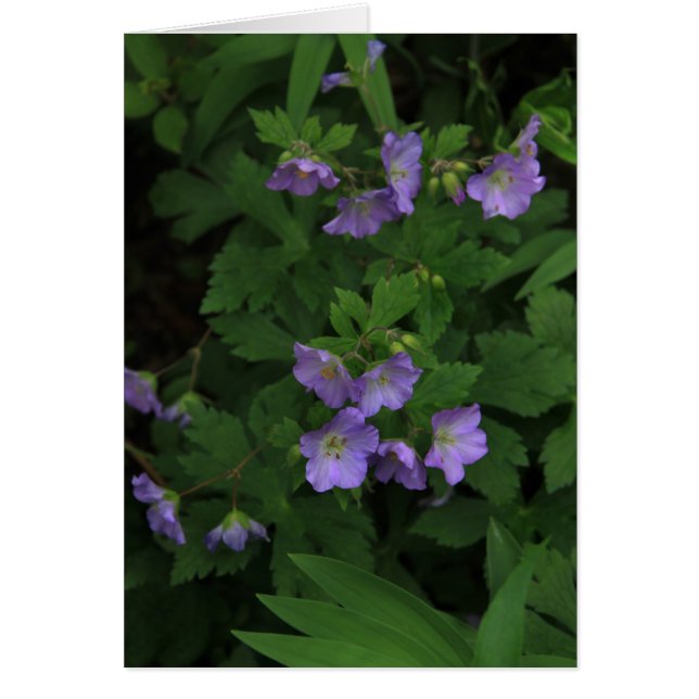 Wild Geraniums (Frente)