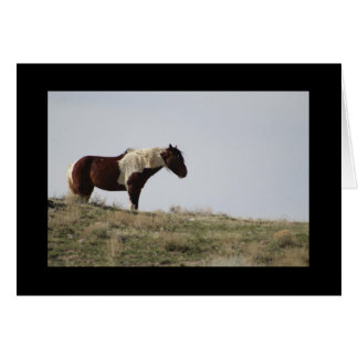 WILD HORSE OF THE ONAQUI MOUNTAINS, UTAH