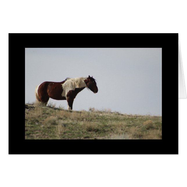 WILD HORSE OF THE ONAQUI MOUNTAINS, UTAH (Anverso (Horizontal))