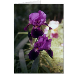 Wild Iris