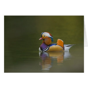 Wild Mandarin Duck Aix galericulata) sobre la oscu