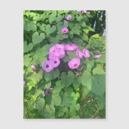 Wild Morning Glories Magnet