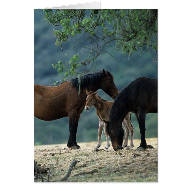 Wild Mustang Mare & Foal (Frente)